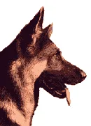 EL OVEJERO ALEMÁN. H TOCACNI.