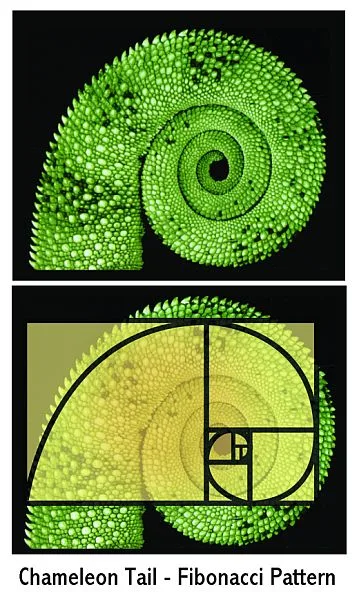 Sucesión de Fibonacci
